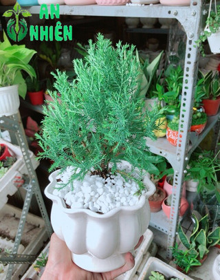 Chậu Tùng Bồng Lai