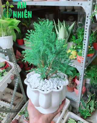 Chậu Tùng Bồng Lai