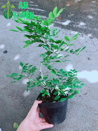 Cây Nguyệt Quế Bonsai