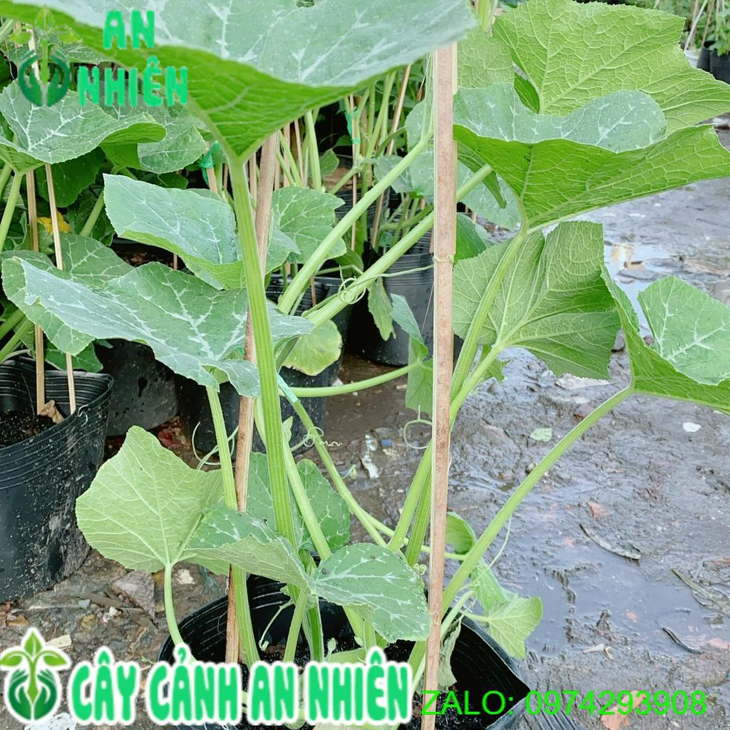 Cây Bí Đao