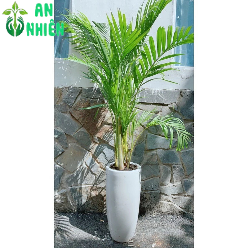 Chậu Cây Cau Kiểng