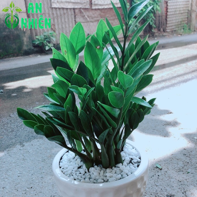 Chậu Kim Tiền