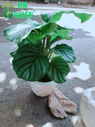 Chậu Đuôi Công Táo Xanh