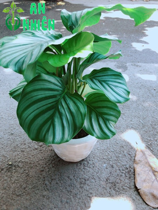 Chậu Đuôi Công Táo Xanh