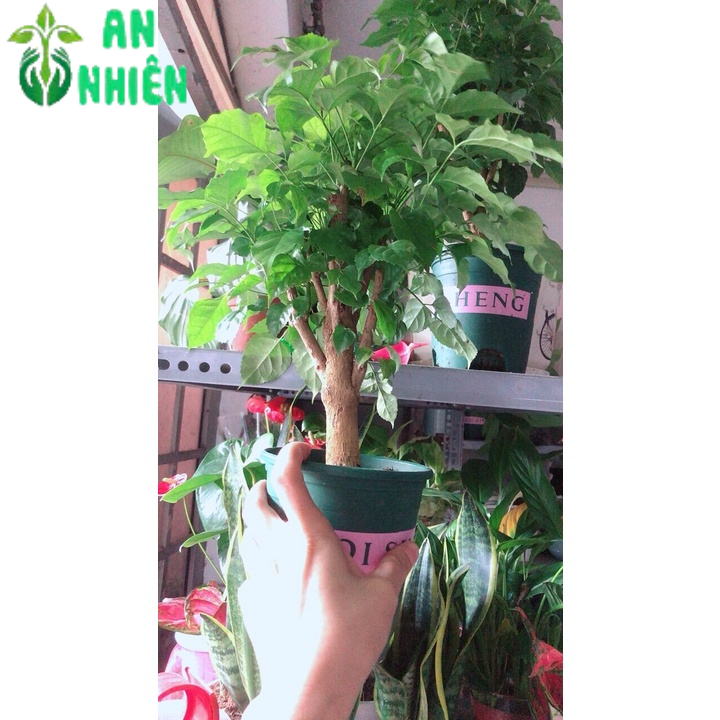 Cây Hạnh Phúc Để Bàn Đẹp