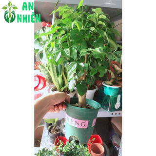 Cây Hạnh Phúc Để Bàn Đẹp