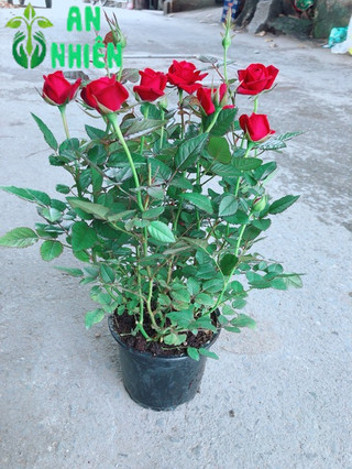Hoa Hồng Đỏ