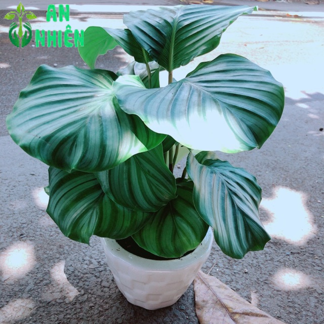 Chậu Đuôi Công Táo Xanh