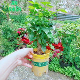 Cây Hạnh Phúc Để Bàn Đẹp