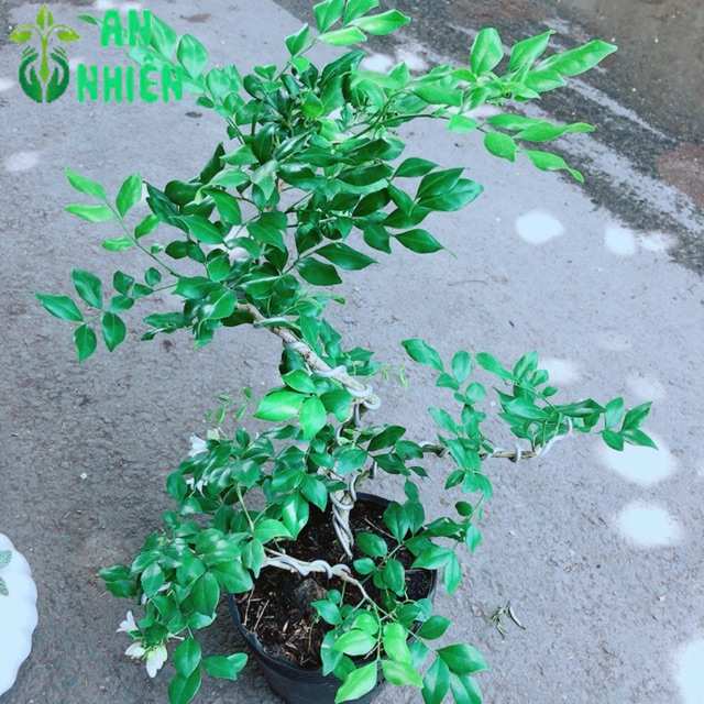 Cây Nguyệt Quế Bonsai