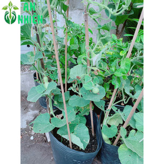 Bụi Bầu Hồ Lô