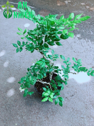 Cây Nguyệt Quế Bonsai