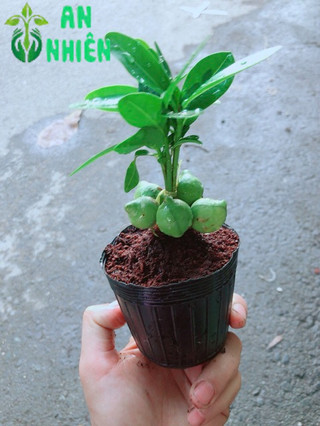 Cây May Mắn