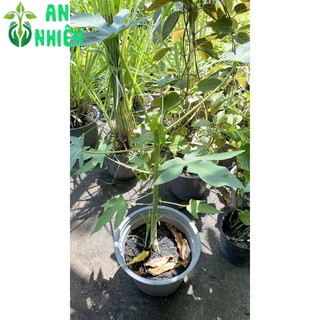 Cây Đu Đủ Lùn