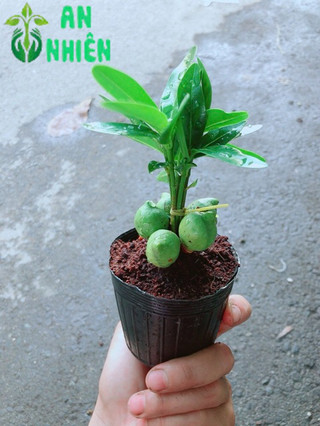 Cây May Mắn