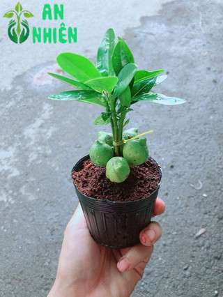 Cây May Mắn