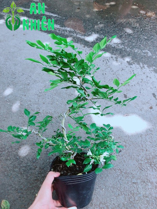 Cây Nguyệt Quế Bonsai