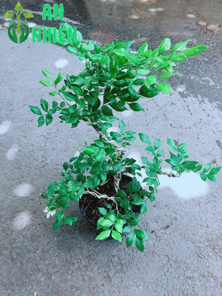 Cây Nguyệt Quế Bonsai