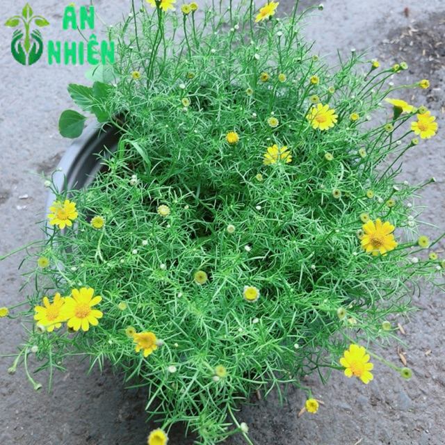 Hoa Sao Băng