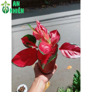 Vạn Lộc Đỏ