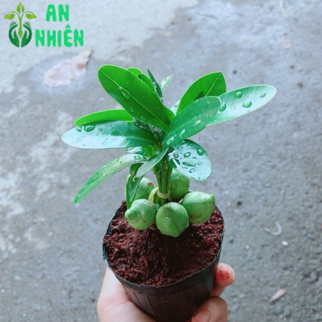 Cây May Mắn
