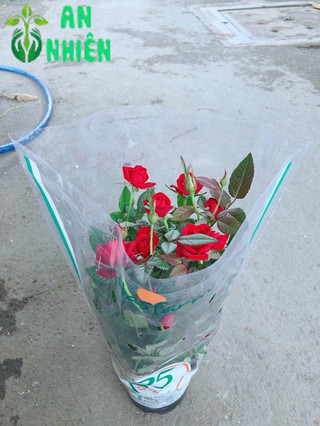 Hoa Hồng Đỏ