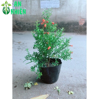 Cây Lựu Cho Sai Trái (Đang có hoa)