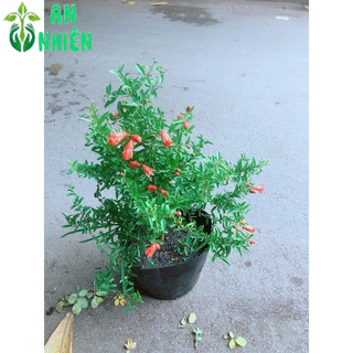Cây Lựu Cho Sai Trái (Đang có hoa)