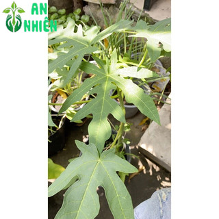Cây Đu Đủ Lùn