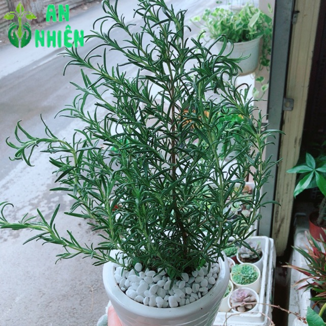Chậu hương thảo