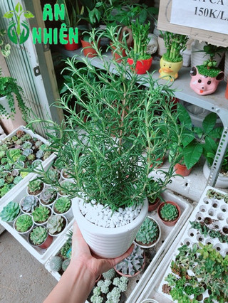 Chậu hương thảo