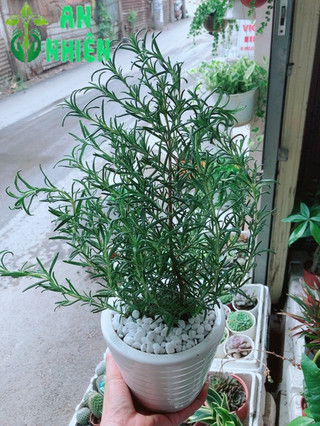 Chậu hương thảo