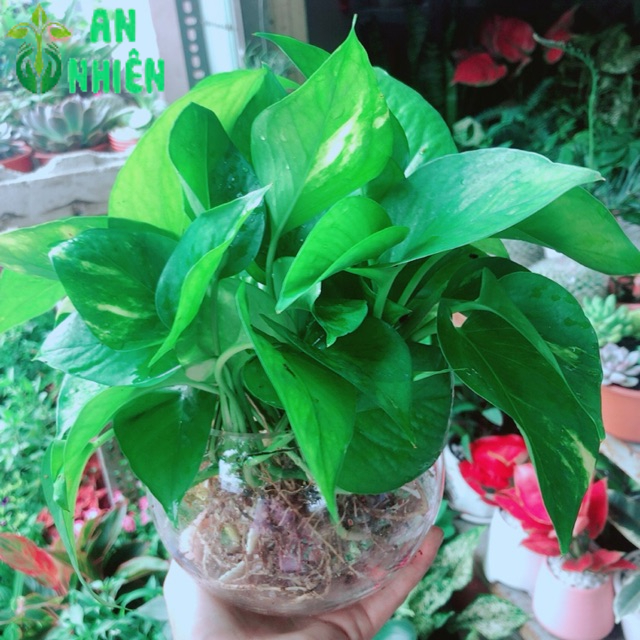 Chậu Trầu Bà Thái Thuỷ Sinh