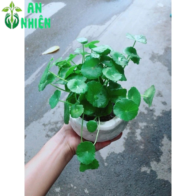 Chậu Cây Cỏ Đồng Tiền