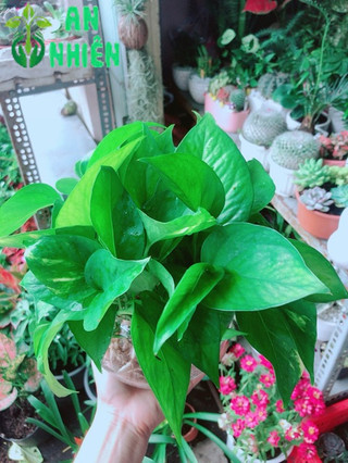 Chậu Trầu Bà Thái Thuỷ Sinh