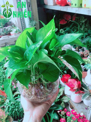 Chậu Trầu Bà Thái Thuỷ Sinh