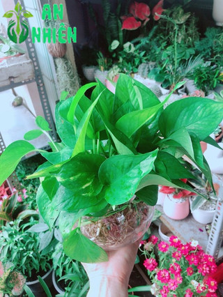 Chậu Trầu Bà Thái Thuỷ Sinh