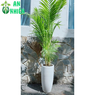 Chậu Cây Cau Kiểng