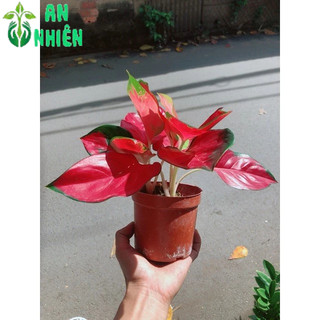 Vạn Lộc Đỏ