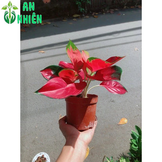 Vạn Lộc Đỏ