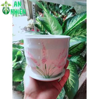 Chậu Trồng Cây 9-10cm(giao mẫu ngẫu nhiên)