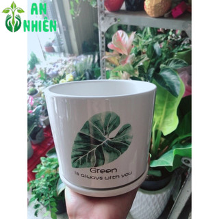 Chậu Trồng Cây 9-10cm(giao mẫu ngẫu nhiên)