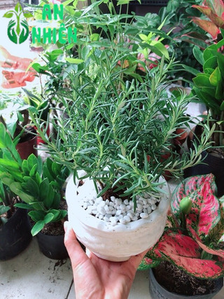 Chậu hương thảo