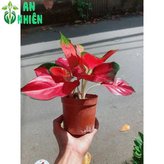 Vạn Lộc Đỏ