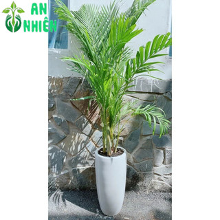 Chậu Cây Cau Kiểng