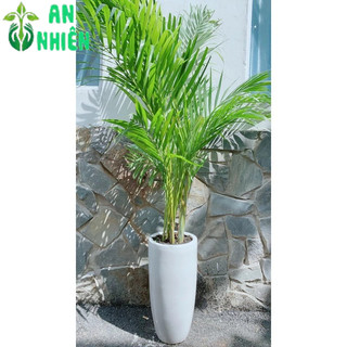 Chậu Cây Cau Kiểng