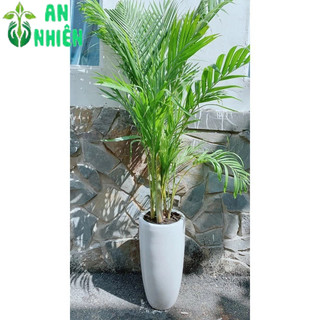 Chậu Cây Cau Kiểng