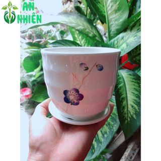 Chậu Trồng Cây 9-10cm(giao mẫu ngẫu nhiên)