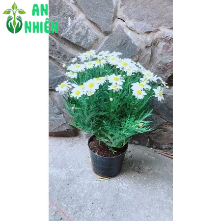 Cúc Hoạ Mi