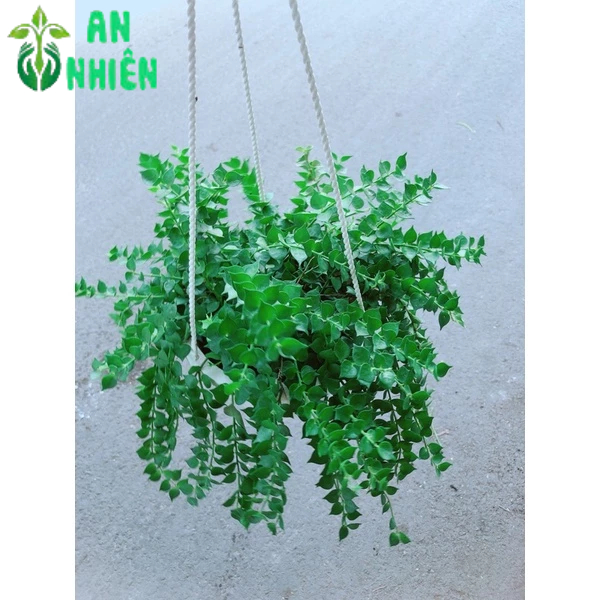 Chậu Cây Lá Tim